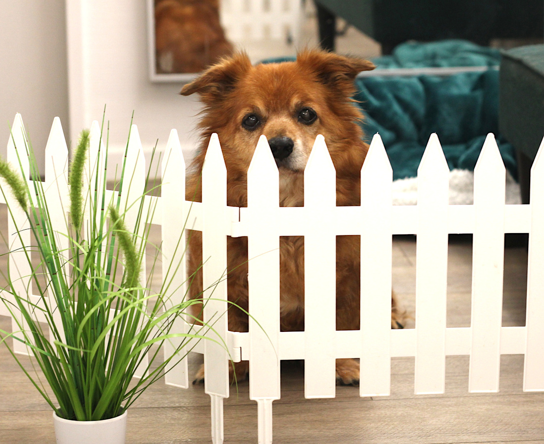 hundwebsite